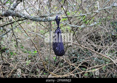 A black bag, most probably containing dog faeces, hanging from a bush alongside a byway in rural East Sussex. Stock Photo