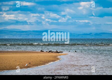 Grey seals (Halichoerus grypus) basking in sunshine on a sandbank in estuary at low tide, Firth of Forth, Scotland, UK Stock Photo