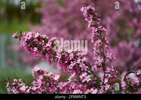boughs arching from the weight of small pink flowers . Focus on the foreground. Stock Photo