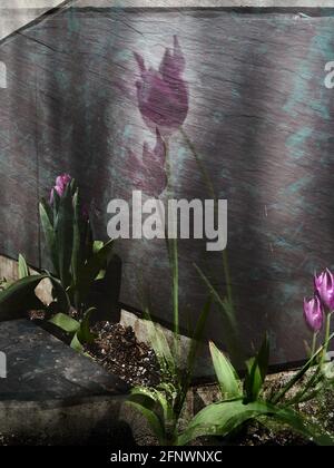 double focus magenta flowers against stone wall Stock Photo