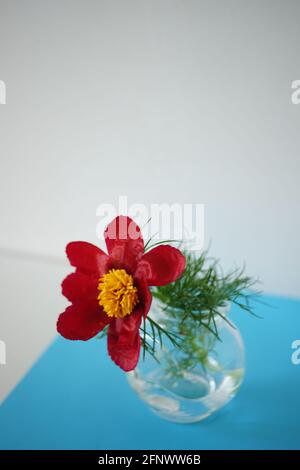 Red peony flower in a vase on blue table Stock Photo
