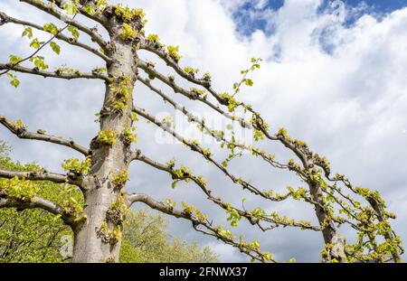 Espaliered Beech trees Fagus sylvatica in spring - Castle Park Bristol UK Stock Photo