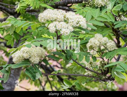 Creamy white flower heads of Rowan or Mountain Ash Sorbus aucuparia in spring - Somerset UK Stock Photo