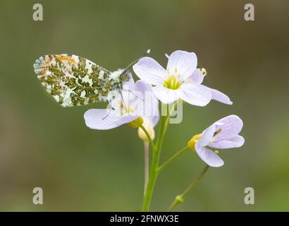 Male Orange Tip butterfly Anthocharis cardamines  on Cuckoo Flower or Lady's Smock Cardamine pratensis - Herefordshire UK Stock Photo