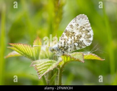 Female Orange Tip Anthocharis cardamines at rest with wings closed on bramble - Herefordshire UK Stock Photo
