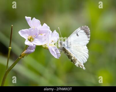 Female Orange Tip butterfly Anthocharis cardamines  on Cuckoo Flower or Lady's Smock Cardamine pratensis - Herefordshire UK Stock Photo
