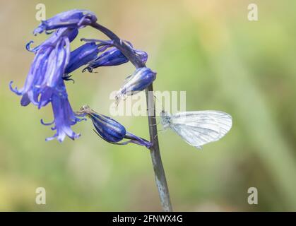 Wood white butterfly Leptidea sinapsis of the spring brood at rest on bluebell in Haugh Woods in Herefordshire UK Stock Photo