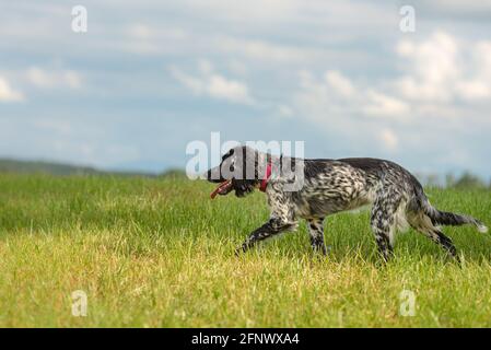 Young proud english springer spaniel hunting dog on a meadow Stock Photo