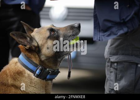 Details with the interaction between a Belgian Malinois trained dog and his owner. Stock Photo