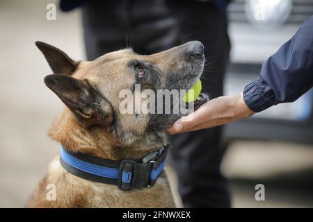 Details with the interaction between a Belgian Malinois trained dog and his owner. Stock Photo