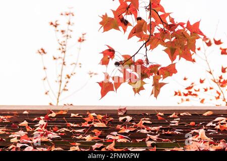 Autumn foliage fallen on the rooftop of a pavilion in Hong Kong. Stock Photo