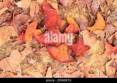 Fallen leaf on the ground in Hong Kong Country Park. Probably called Liquidambar formosana or Chinese Sweetgum, but not maple. Stock Photo