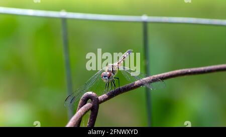 A pretty skimmer dragonfly stands still for a picture on an old wire fence with a defocused green background. Stock Photo