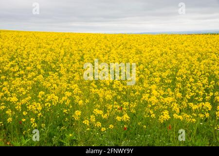 Colza plantation. Spain. Stock Photo