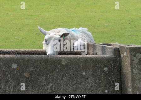 Ewe drinking at a water trough with her lamb trying to muscle in and get a drink - Derbyshire UK Stock Photo