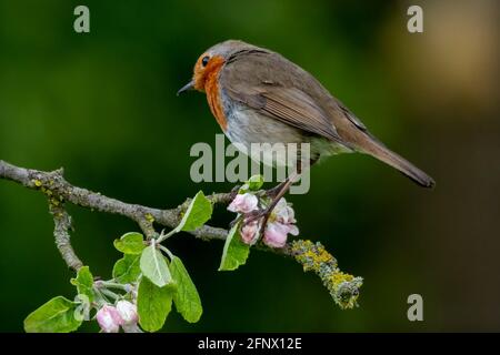 Robin perched on apple blossom branch Stock Photo