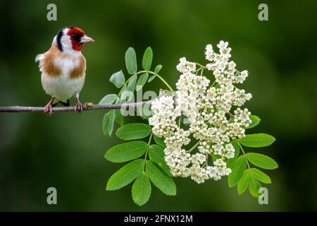 Male Goldfinch perched on blossom branch Stock Photo