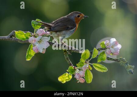 Robin perched on apple blossom branch Stock Photo