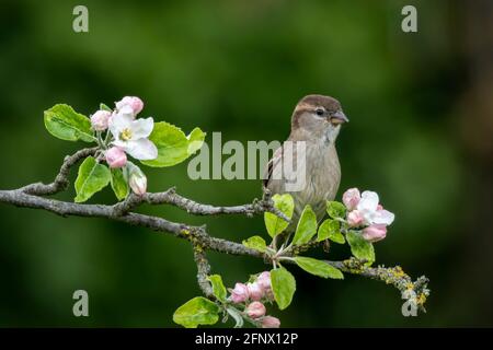 House Sparrow perched on apple blossom branch Stock Photo