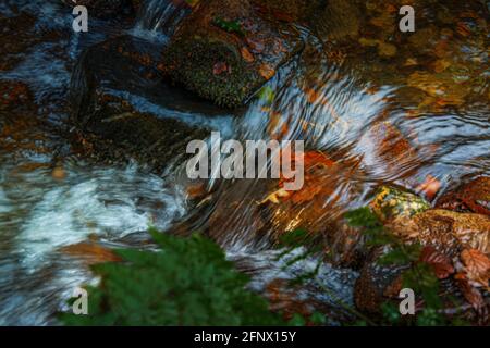 Forest landscape with rapid shallow stream with crystal clear