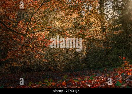 Autumn colours. Sunlit dark mystical forest. Stock Photo