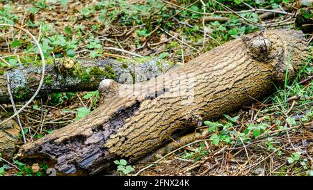 A decaying fallen tree in a sheffield forest, displaying vivid contrast in black and gold. Stock Photo