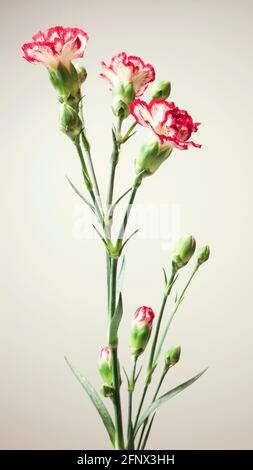 Close-up of red carnations, isolated on white background Stock Photo