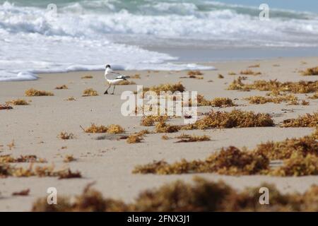 sea weed on the beach Stock Photo