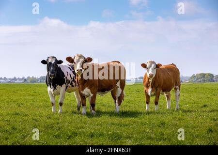 3 curious cows in a green grass pasture in Sassenheim the Netherlands. Stock Photo