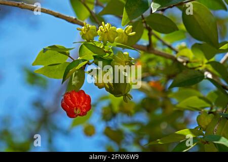 Brazilian cherry on tree (Eugenia uniflora) Stock Photo