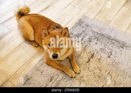 Shiba Inu female dog in the room. Red haired Japanese dog 10 monthes old. A happy domestic pet. Stock Photo