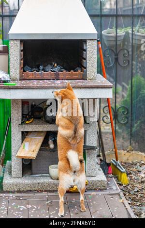 Shiba Inu female dog looking into otdoor grill on the back yard. Red haired Japanese dog 10 monthes old. A happy domestic pet. Stock Photo