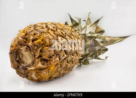 Studio shot of whole pineapple fruit closeup on white background. The pineapple, Ananas comosus, is a tropical plant with an edible fruit. Stock Photo
