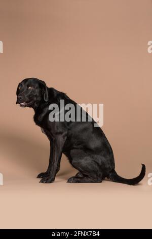 Anxious black labrador dog showing her teeth while having a nervous scared look on her face in a studio with a beige background Stock Photo