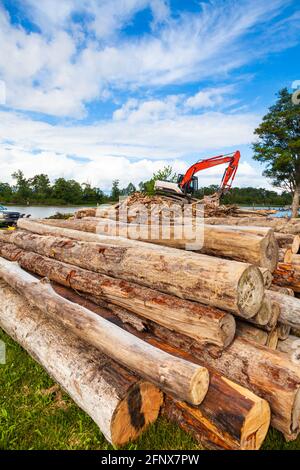 Cleaning up driftwood along the south arm of the Fraser River near Steveston in British Columbia Canada Stock Photo