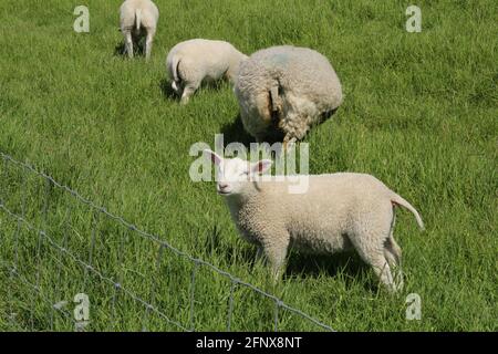 a cute little white lamb is grazing green grass with a sheep and other lambs at a dike in holland in springtime Stock Photo