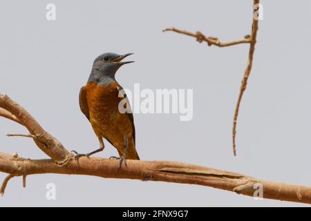 common rock thrush (Monticola saxatilis) Stock Photo