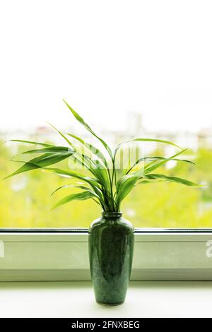 Bamboo plant Dracaena Sanderiana in green vase on room window sill on blurred city background Stock Photo