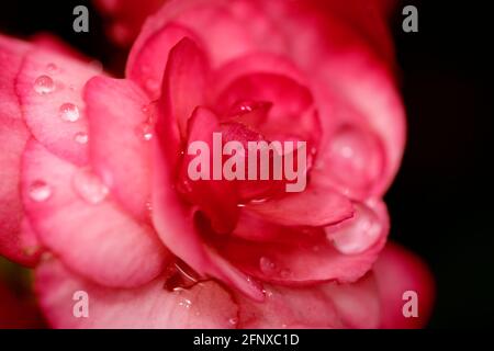 Macro fresh Red rose in black extenable background copy space Stock Photo