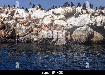 Sea lions and Brandt's cormorants on a sea wall in the harbor of Monterey Stock Photo