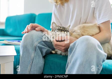 Domestic pet cat close-up on the hands of the owner of a young guy Stock Photo