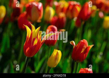 Colouful red and yellow tulips (Fly Away, World’s Favourite) at the Canadian Tulip Festival 2021 in Ottawa, Ontario, Canada. Stock Photo