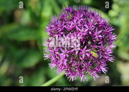 Purple Allium flower head in bright sunlight with a blurred background of leaves. Stock Photo
