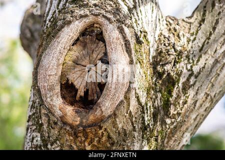 Close up view of old chopped off tree branch. Stock Photo