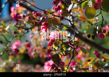 Superb pink bloom of a crabapple (Malus floribunda) in the late spring sunshine  in Ottawa, Ontario, Canada. Stock Photo