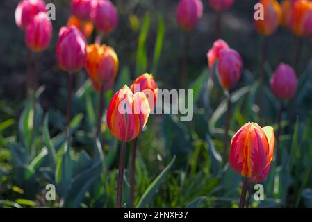 Wonderful orange and pink tulips (Pretty Princess, Princess Irene) on a sunny day at the Canadian Tulip Festival 2021 in Ottawa, Ontario, Canada. Stock Photo
