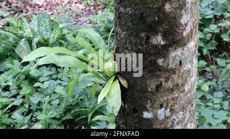 The trunk of a coconut tree with the green algae and a fern on the surface Stock Photo
