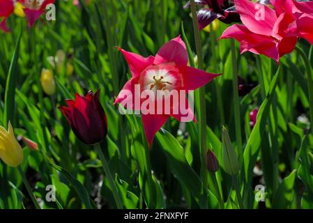 Amazing tulips (Mariette, Merlot) on a sunny afternoon at the Canadian Tulip Festival 2021 in Ottawa, Ontario, Canada. Stock Photo