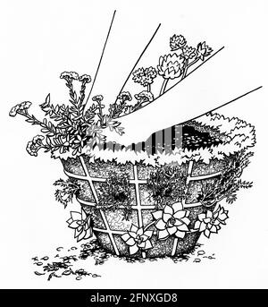 a drawing of a pair of hands top planting a hanging basket fitted with a sphagnum moss liner Stock Photo