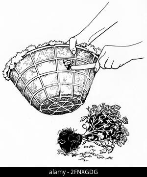 a drawing of a pair of hands top planting a hanging basket fitted with a sphagnum moss liner Stock Photo